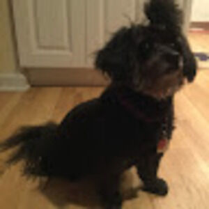 Meet your Posher, Rae